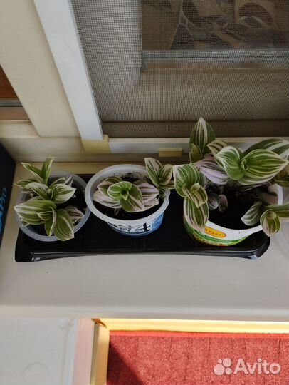 Традесканция