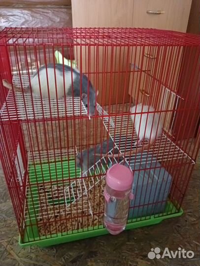 Крысы с клеткой