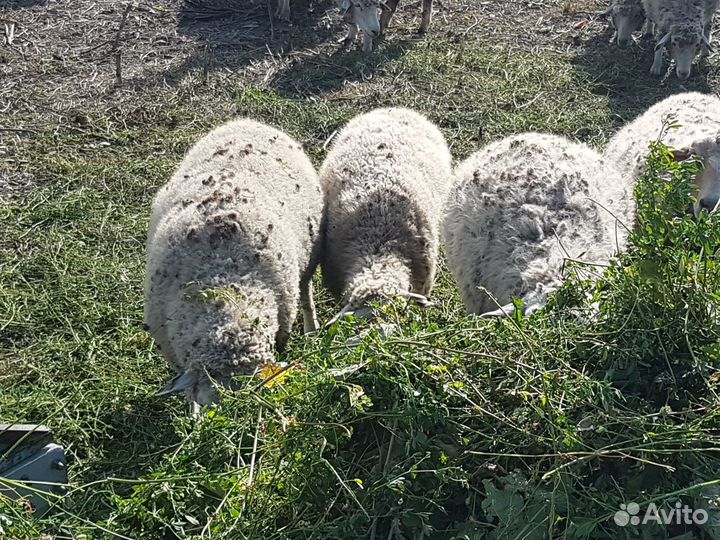 Беременные ярки и бараны Куйбышевской породы