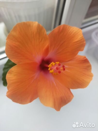 Гибискус оранжевый