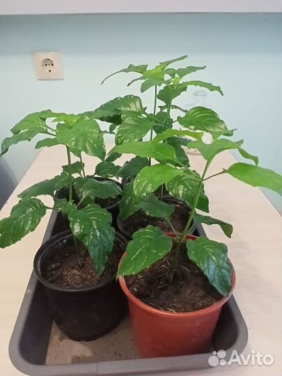 Искусственные цветы в горшках