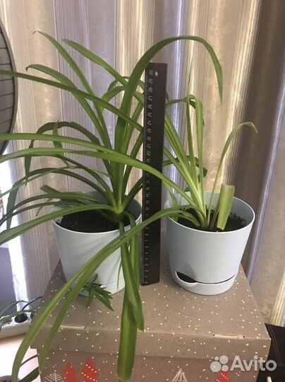 Хлорофитум