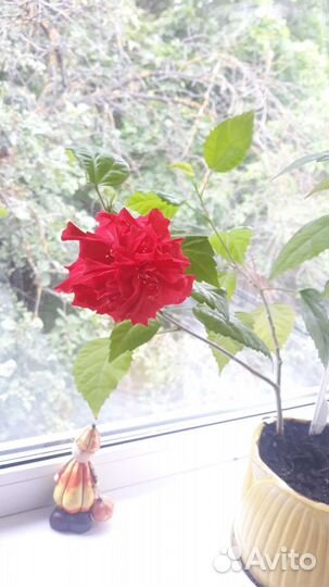 3 гибискуса пакетом