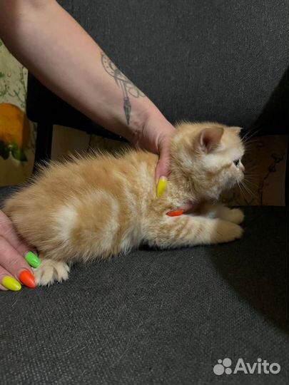 Котята шотландцы