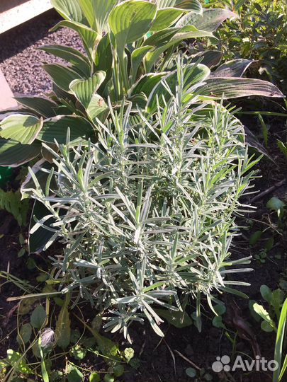 Лаванда 250 Гейхерелла 