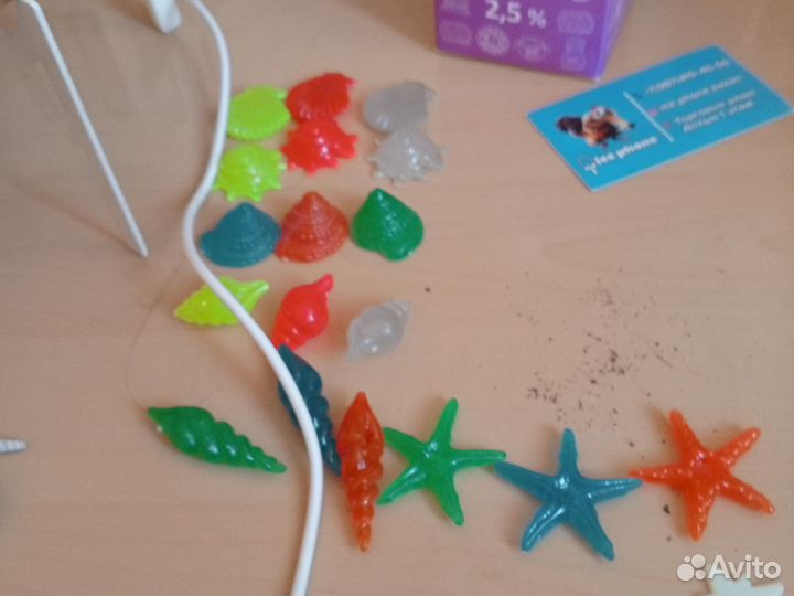 Морские ракушки раковины