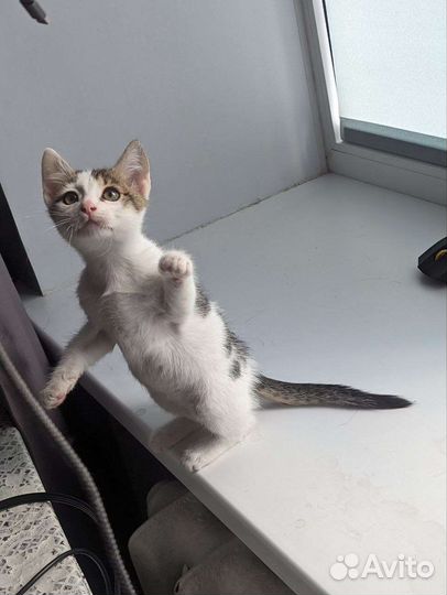 Котенок в добрые руки