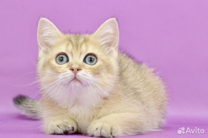 Кошка золотая шиншилла ny11