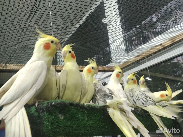 Попугай корелла птенцы