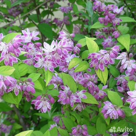 Дейция гибридная Меджисен (1 саж.; 15-20 см)