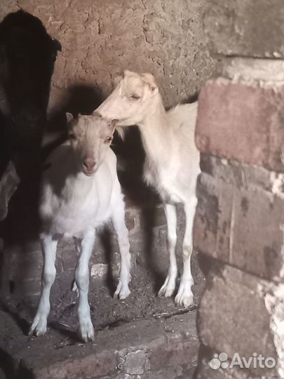 Продам козлят, и дойную козочку