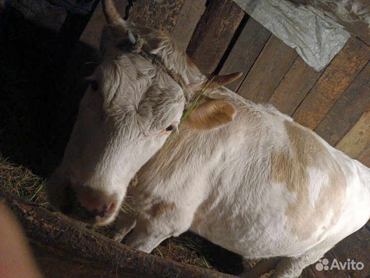 Телки с теленком