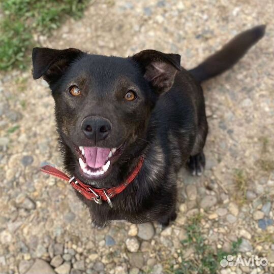 Чудесная собака в добрые руки