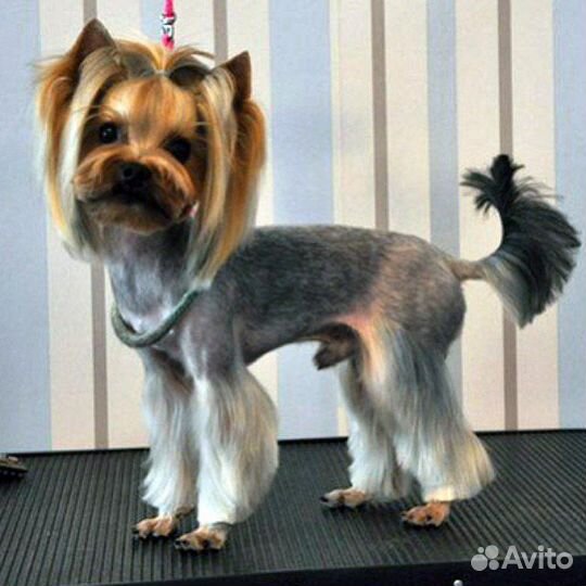 Йоркширский терьер мини щенки бейби фейс