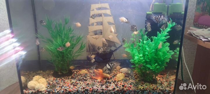 Аквариумные рыбки