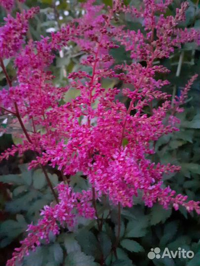 Астильба серебристо-розовая махровая