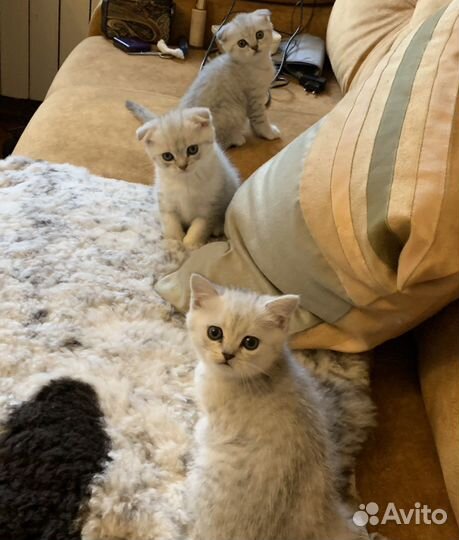 Шотландские котята