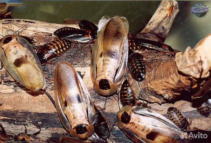 Блаберус,Blaberuscraniifer