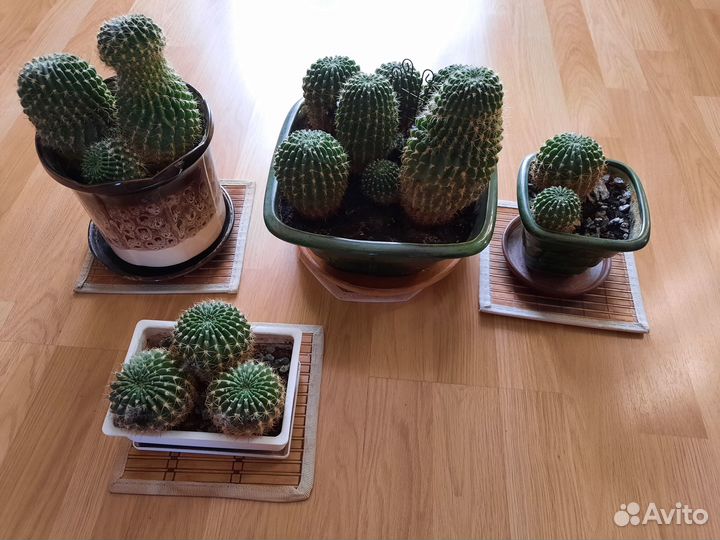 Керамических плошки с цветами