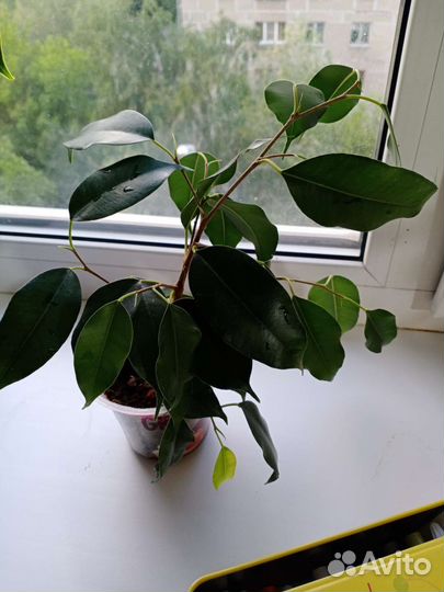 Фикус бенджамина