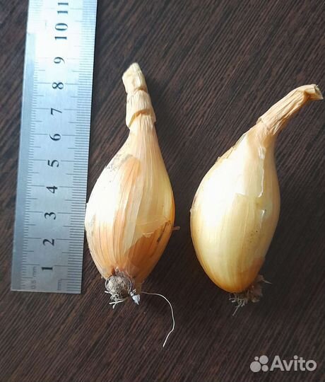 Лук семейный на посадку