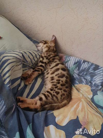 Бенгальская