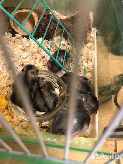 Джунгарский хомяк