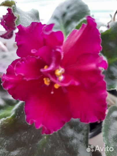 Детки,листья сортовых фиалок