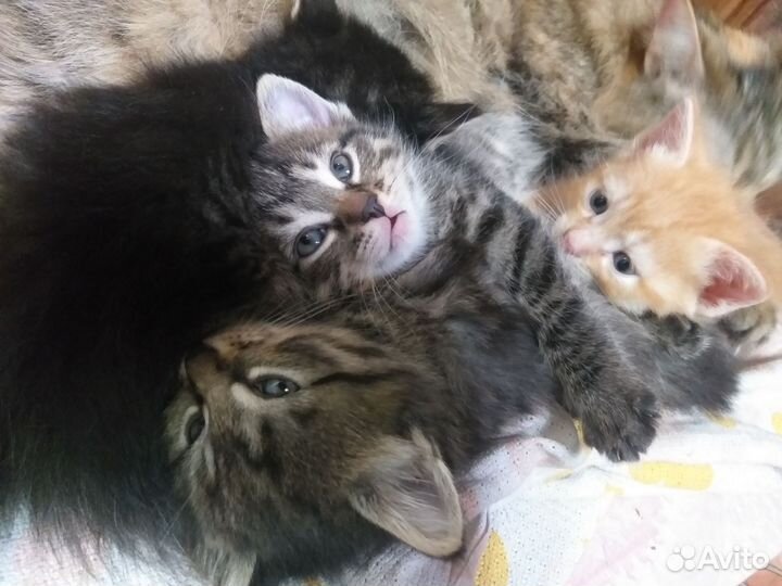 Котята 1,5 месяца