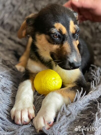 Красоточка