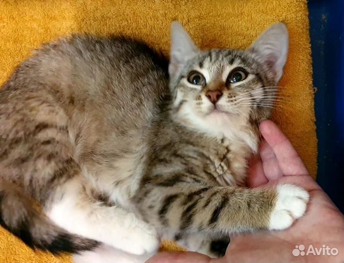 Котёнок в добрые руки