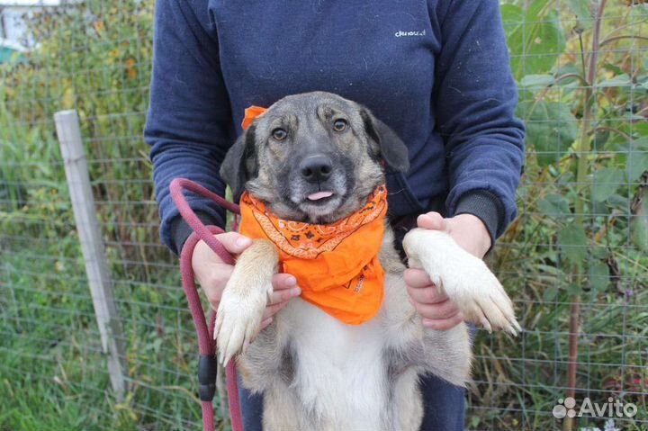 Собака в добрые руки отдам бесплатно