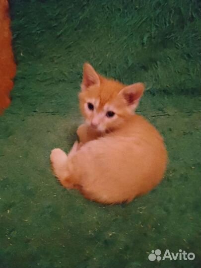 Котята подросли.ищут дом