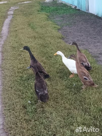 Инкубационное яйцо индийский бегунок