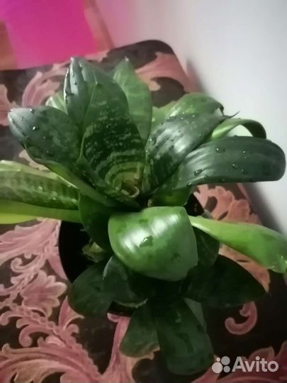 Сансевиерия