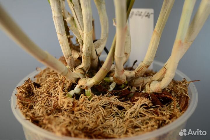 Орхидея каттлея