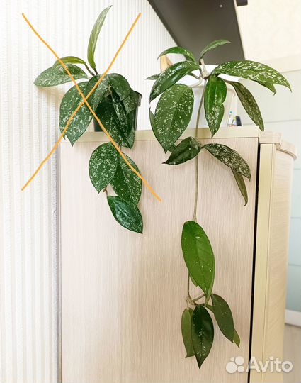 Молодые комнатные растения (пилея, эухарис и др.)