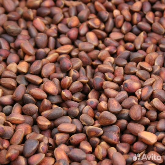 Орех кедровый свежий