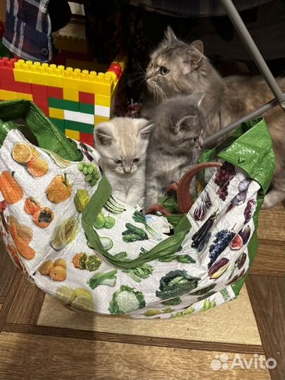 Котята в добрые руки