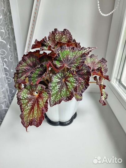 Бегония, фиалка