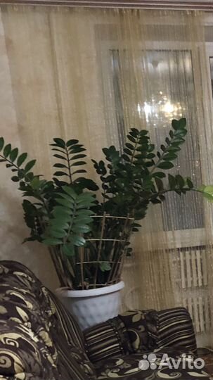 Замиокулькас