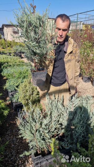 Можжевельник скальный Мунглоу