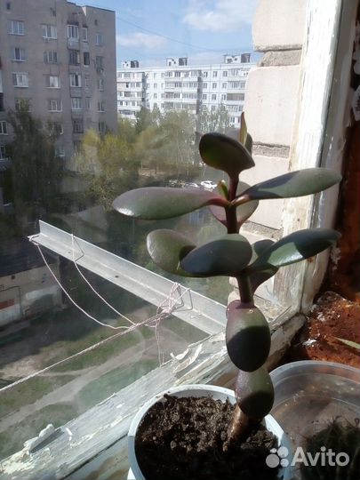 Толстянка (крассула, денежное дерево) )