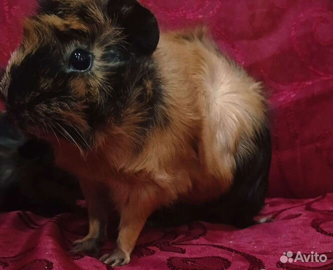 Морские свинки взрослые