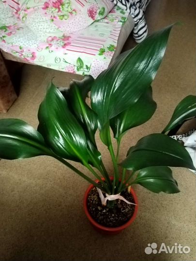 Эухарис амазонская лилия