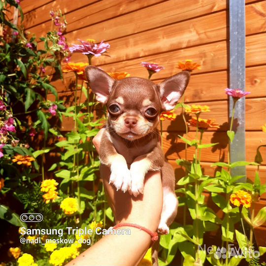 Шикарный мальчик чихуахуа