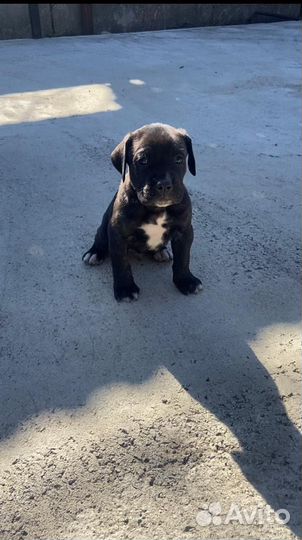 Щенки кане Корсо