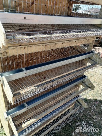 Клетка для перепелов