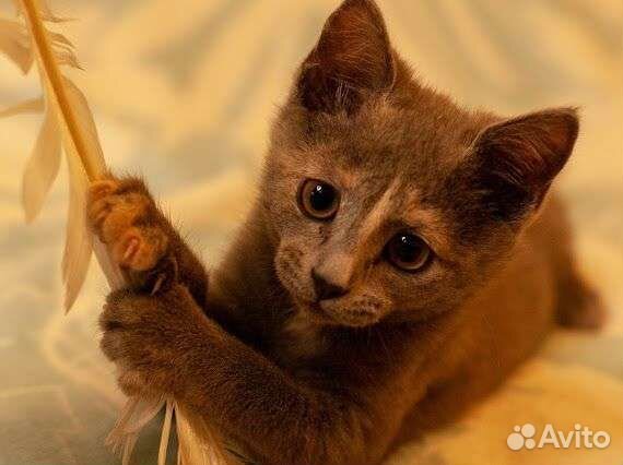 Ася и Бетти метисы русской голубой кошки