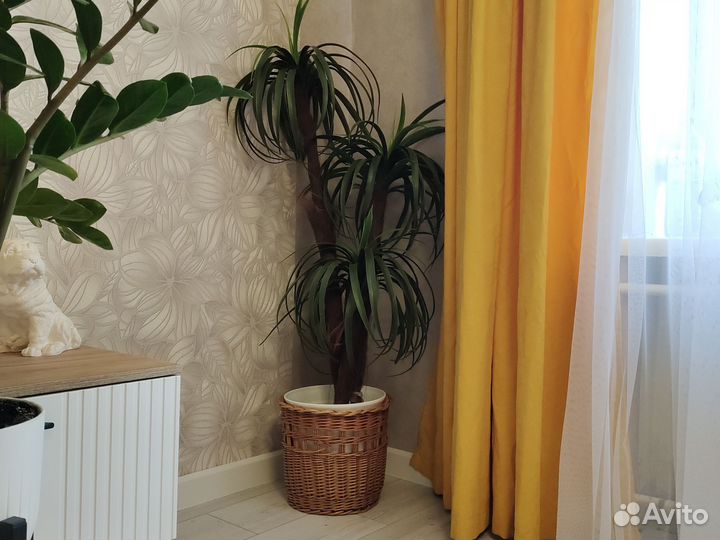 Драцена искусственная и плетёное кашпо